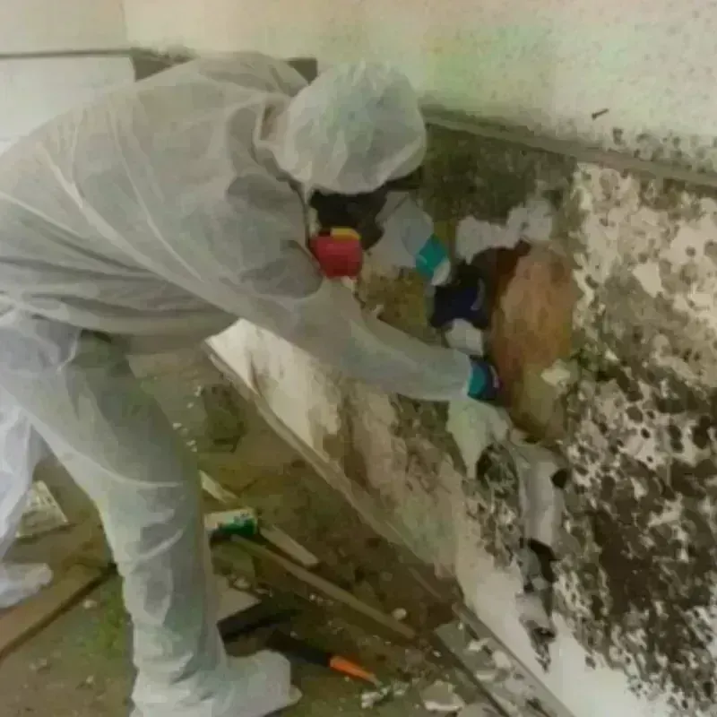 Mold Remediation and Removal in Luxemburg, WI